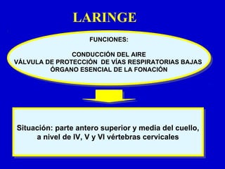 LARINGE
Situación: parte antero superior y media del cuello,
a nivel de IV, V y VI vértebras cervicales
Situación: parte antero superior y media del cuello,
a nivel de IV, V y VI vértebras cervicales
FUNCIONES:
CONDUCCIÓN DEL AIRE
VÁLVULA DE PROTECCIÓN DE VÍAS RESPIRATORIAS BAJAS
ÓRGANO ESENCIAL DE LA FONACIÓN
FUNCIONES:
CONDUCCIÓN DEL AIRE
VÁLVULA DE PROTECCIÓN DE VÍAS RESPIRATORIAS BAJAS
ÓRGANO ESENCIAL DE LA FONACIÓN
 