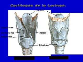 Cartílagos de la Laringe.Cartílagos de la Laringe.
VISTA POSTERIOR VISTA ANTERIOR
Aritenoides
Corniculados
Cuneiformes
Epiglotis
Tiroideo
Cricoideo
 