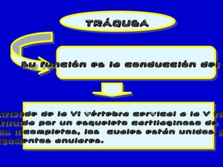 TRÁQUEATRÁQUEATRÁQUEATRÁQUEA
xtiende de la VI vértebra cervical a la V toxtiende de la VI vértebra cervical a la V to
stituida por un esqueleto cartilaginoso destituida por un esqueleto cartilaginoso de
os incompletos, los cuales están unidos pos incompletos, los cuales están unidos p
igamentos anulares.igamentos anulares.
xtiende de la VI vértebra cervical a la V toxtiende de la VI vértebra cervical a la V to
tituida por un esqueleto cartilaginoso detituida por un esqueleto cartilaginoso de
os incompletos, los cuales están unidos pos incompletos, los cuales están unidos p
igamentos anulares.gamentos anulares.
Su función es la conducción delSu función es la conducción delSu función es la conducción delSu función es la conducción del
 