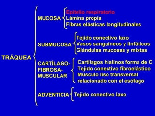 TRÁQUEA
MUCOSA
SUBMUCOSA
CARTÍLAGO-
FIBROSA-
MUSCULAR
ADVENTICIA
Epitelio respiratorio
Lámina propia
Fibras elásticas longitudinales
Tejido conectivo laxo
Vasos sanguíneos y linfáticos
Glándulas mucosas y mixtas
Cartílagos hialinos forma de C
Tejido conectivo fibroelástico
Músculo liso transversal
relacionado con el esófago
Tejido conectivo laxo
 