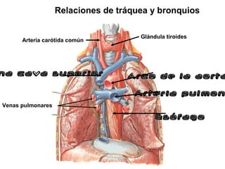 na cava superiorna cava superior Arco de la aortaArco de la aorta
Arteria pulmonArteria pulmon
EsófagoEsófago
Glándula tiroides
Arteria carótida común
Relaciones de tráquea y bronquios
Venas pulmonares
 