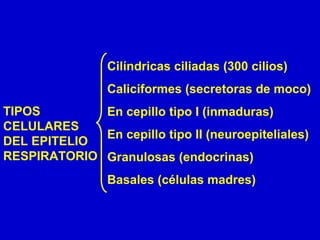 TIPOS
CELULARES
DEL EPITELIO
RESPIRATORIO
Cilíndricas ciliadas (300 cilios)
Caliciformes (secretoras de moco)
En cepillo tipo I (inmaduras)
En cepillo tipo II (neuroepiteliales)
Granulosas (endocrinas)
Basales (células madres)
 