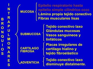 B
R
O
N
Q
U
I
O
S
MUCOSA
SUBMUCOSA
CARTILAGO
FIBROSA
ADVENTICIA
Epitelio respiratorio hasta
epitelio simple cilíndrico cccc
Lámina propia tejido conectivo
Fibras musculares lisas
Tejido conectivo laxo
Glándulas mucosas
Vasos sanguíneos y
linfáticos
Placas irregulares de
cartílago hialino y
tejido fibroelástico
Tejido conectivo laxo
disminuye distalmente.
I
N
T
R
A
P
U
L
M
O
N
A
R
E
S
 