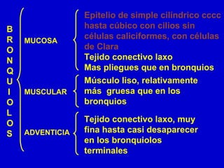 B
R
O
N
Q
U
I
O
L
O
S
MUCOSA
Epitelio de simple cilíndrico cccc
hasta cúbico con cilios sin
células caliciformes, con células
de Clara
Tejido conectivo laxo
Mas pliegues que en bronquios
Músculo liso, relativamente
más gruesa que en los
bronquios
Tejido conectivo laxo, muy
fina hasta casi desaparecer
en los bronquiolos
terminales
MUSCULAR
ADVENTICIA
 