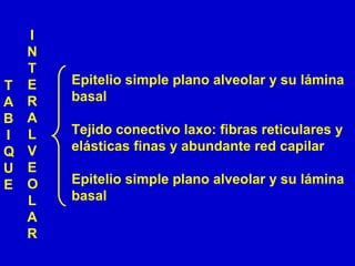 T
A
B
I
Q
U
E
Epitelio simple plano alveolar y su lámina
basal
Tejido conectivo laxo: fibras reticulares y
elásticas finas y abundante red capilar
Epitelio simple plano alveolar y su lámina
basal
I
N
T
E
R
A
L
V
E
O
L
A
R
 