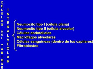 Neumocito tipo I (célula plana)
Neumocito tipo II (célula alveolar)
Células endoteliales
Macrófagos alveolares
Células sanguíneas (dentro de los capilares)
Fibroblastos
C
É
L
U
L
A
S
D
E
L
T
A
B
I
Q
U
E
I
N
T
E
R
A
L
V
E
O
L
A
R
 