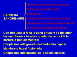 BARRERA
SANGRE-AIRE
Endotelio continuo de los capilares
Membrana basal del capilar
Zona difusa
Membrana basal del neumocito tipo I
Citoplasma de la célula epitelial alveolar
Película del surfactante pulmonar
Con frecuencia falta la zona difusa y se fusionan
las membranas basales quedando reducida la
barrera a tres elementos:
Citoplasma adelgazado del endotelio capilar
Membrana basal fusionada
Citoplasma adelgazado de la célula epitelial
 