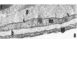 Conferencia respiratoria