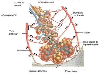 Conferencia respiratoria