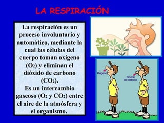 La respiración es un
proceso involuntario y
automático, mediante la
cual las células del
cuerpo toman oxígeno
(O2) y eliminan el
dióxido de carbono
(CO2).
Es un intercambio
gaseoso (O2 y CO2) entre
el aire de la atmósfera y
el organismo.
LA RESPIRACIÓN
 