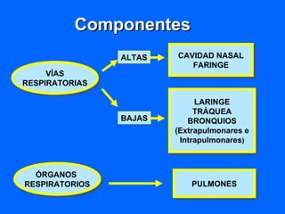 ComponentesComponentes
VÍAS
RESPIRATORIAS
VÍAS
RESPIRATORIAS
ÓRGANOS
RESPIRATORIOS
ÓRGANOS
RESPIRATORIOS PULMONESPULMONES
ALTAS CAVIDAD NASAL
FARINGE
CAVIDAD NASAL
FARINGE
BAJAS
LARINGE
TRÁQUEA
BRONQUIOS
(Extrapulmonares e
Intrapulmonares)
LARINGE
TRÁQUEA
BRONQUIOS
(Extrapulmonares e
Intrapulmonares)
 