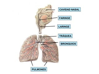 FARINGE
TRÁQUEA
PULMONES
CAVIDAD NASAL
LARINGE
BRONQUIOS
 