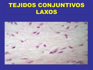 TEJIDOS CONJUNTIVOS
LAXOS
 