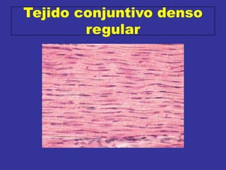 Tejido conjuntivo denso
regular
 