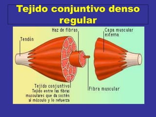 Tejido conjuntivo denso
regular
 