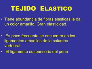 TEJIDO ELASTICO
• Tiene abundancia de fibras elásticas le da
un color amarillo. Gran elasticidad.
• Es poco frecuente se encuentra en los
ligamentos amarillos de la columna
vertebral
• El ligamento suspensorio del pene
 