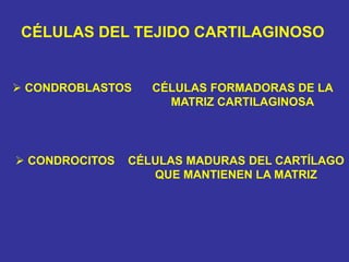 CÉLULAS DEL TEJIDO CARTILAGINOSO
 CONDROBLASTOS
 CONDROCITOS
CÉLULAS FORMADORAS DE LA
MATRIZ CARTILAGINOSA
CÉLULAS MADURAS DEL CARTÍLAGO
QUE MANTIENEN LA MATRIZ
 