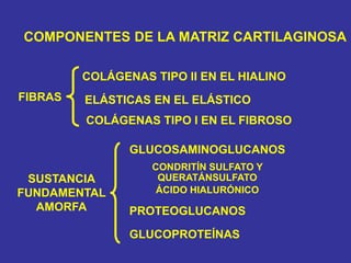 COMPONENTES DE LA MATRIZ CARTILAGINOSA
FIBRAS
SUSTANCIA
FUNDAMENTAL
AMORFA
COLÁGENAS TIPO II EN EL HIALINO
ELÁSTICAS EN EL ELÁSTICO
COLÁGENAS TIPO I EN EL FIBROSO
GLUCOSAMINOGLUCANOS
CONDRITÍN SULFATO Y
QUERATÁNSULFATO
ÁCIDO HIALURÓNICO
PROTEOGLUCANOS
GLUCOPROTEÍNAS
 