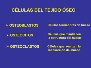 CÉLULAS DEL TEJIDO ÓSEO
 OSTEOBLASTOS
 OSTEOCITOS
 OSTEOCLASTOS
Células formadoras de hueso
Células que mantienen
la estructura del hueso
Células que realizan la
reabsorción del hueso
 