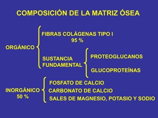 COMPOSICIÓN DE LA MATRIZ ÓSEA
ORGÁNICO
INORGÁNICO
50 %
FIBRAS COLÁGENAS TIPO I
95 %
SUSTANCIA
FUNDAMENTAL
PROTEOGLUCANOS
GLUCOPROTEÍNAS
FOSFATO DE CALCIO
CARBONATO DE CALCIO
SALES DE MAGNESIO, POTASIO Y SODIO
 