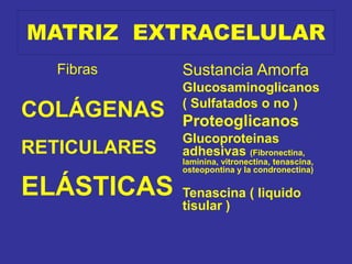 MATRIZ EXTRACELULAR
Fibras
COLÁGENAS
RETICULARES
ELÁSTICAS
Sustancia Amorfa
Glucosaminoglicanos
( Sulfatados o no )
Proteoglicanos
Glucoproteinas
adhesivas (Fibronectina,
laminina, vitronectina, tenascina,
osteopontina y la condronectina)
Tenascina ( liquido
tisular )
 