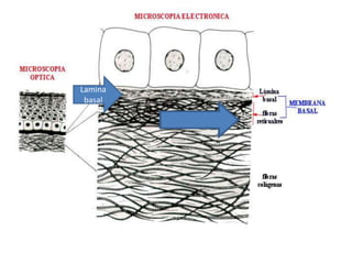 Lamina
basal
 