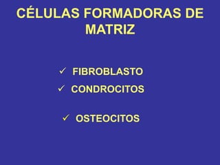  FIBROBLASTO
 CONDROCITOS
 OSTEOCITOS
CÉLULAS FORMADORAS DE
MATRIZ
 