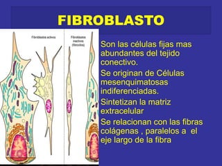 FIBROBLASTO
• Son las células fijas mas
abundantes del tejido
conectivo.
• Se originan de Células
mesenquimatosas
indiferenciadas.
• Sintetizan la matriz
extracelular
• Se relacionan con las fibras
colágenas , paralelos a el
eje largo de la fibra
 
