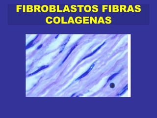 FIBROBLASTOS FIBRAS
COLAGENAS
 