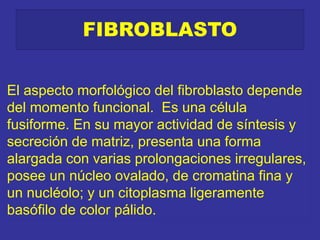 FIBROBLASTO
El aspecto morfológico del fibroblasto depende
del momento funcional. Es una célula
fusiforme. En su mayor actividad de síntesis y
secreción de matriz, presenta una forma
alargada con varias prolongaciones irregulares,
posee un núcleo ovalado, de cromatina fina y
un nucléolo; y un citoplasma ligeramente
basófilo de color pálido.
 