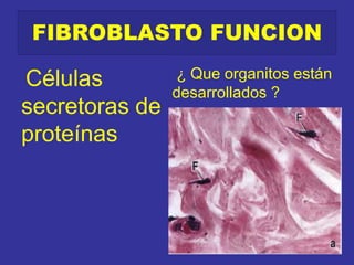 FIBROBLASTO FUNCION
Células
secretoras de
proteínas
¿ Que organitos están
desarrollados ?
 