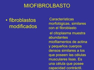 MIOFIBROLBASTO
Características
morfológicas, similares
con el fibroblasto
el citoplasma muestra
abundantes
miofilamentos de actina
y pequeños cuerpos
densos similares a los
que poseen las células
musculares lisas. Es
una célula que posee
capacidad contráctil.
• fibroblastos
modificados
 