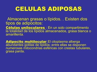CELULAS ADIPOSAS
Almacenan grasas o lípidos. . Existen dos
tipos de adipocitos:
Células uniloculares : En un solo compartimento
la totalidad de los lípidos almacenados, grasa blanca o
amarillenta.
Adipocito multilocular El citoplasma alberga
abundantes gotitas de lípidos; entre ellas se disponen
numerosas mitocondrias esféricas con crestas tubulares,
grasa parda.
 
