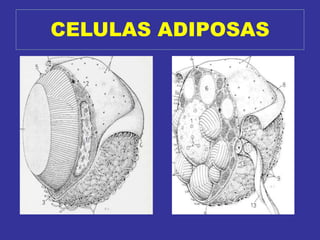 CELULAS ADIPOSAS
 