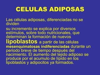 CELULAS ADIPOSAS
Las células adiposas, diferenciadas no se
dividen
su incremento se explica por diversos
estímulos, sobre todo nutricionales, que
determinan la formación de nuevos
lipoblastos a partir de las células
mesenquimatosas indiferenciadas durante un
periodo breve de tiempo después del
nacimiento. El aumento del tejido adiposo se
produce por el acumulo de lípido en los
lipoblastos y adipocitos ya formados.
 