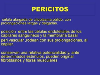 PERICITOS
célula alargada de citoplasma pálido, con
prolongaciones largas y delgadas.
posición entre las células endoteliales de los
capilares sanguíneos y la membrana basal
peri vascular ,rodean con sus prolongaciones, al
capilar.
conservan una relativa potencialidad y, ante
determinados estímulos, pueden originar
fibroblastos y fibras musculares
 