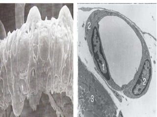 • PERICITOS • PERICITOS
 