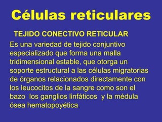 Células reticulares
TEJIDO CONECTIVO RETICULAR
Es una variedad de tejido conjuntivo
especializado que forma una malla
tridimensional estable, que otorga un
soporte estructural a las células migratorias
de órganos relacionados directamente con
los leucocitos de la sangre como son el
bazo los ganglios linfáticos y la médula
ósea hematopoyética.
 