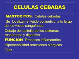 CELULAS CEBADAS
MASTOCITOS. Celulas cebadas
Se localizan el tejido conjuntivo, a lo largo
de los vasos sanguíneos.
Debajo del epitelio de los sistemas
respiratorio y digestivo .
FUNCION Procesos inflamatorios ,
Hipersenbilidad reacciones alérgicas .
Fijas
 