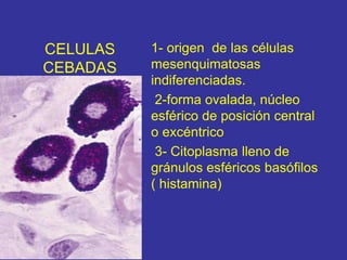 CELULAS
CEBADAS
1- origen de las células
mesenquimatosas
indiferenciadas.
2-forma ovalada, núcleo
esférico de posición central
o excéntrico
3- Citoplasma lleno de
gránulos esféricos basófilos
( histamina)
 