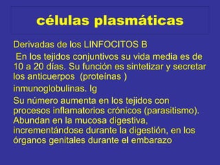 células plasmáticas
Derivadas de los LINFOCITOS B
En los tejidos conjuntivos su vida media es de
10 a 20 días. Su función es sintetizar y secretar
los anticuerpos (proteínas )
inmunoglobulinas. Ig
Su número aumenta en los tejidos con
procesos inflamatorios crónicos (parasitismo).
Abundan en la mucosa digestiva,
incrementándose durante la digestión, en los
órganos genitales durante el embarazo
 