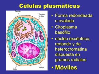 Células plasmáticas
• Forma redondeada
u ovalada
• Citoplasma
basófilo
• núcleo excéntrico,
redondo y de
heterocromatina
dispuesta en
grumos radiales
• Móviles
 