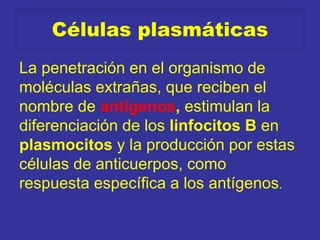 Células plasmáticas
La penetración en el organismo de
moléculas extrañas, que reciben el
nombre de antígenos, estimulan la
diferenciación de los linfocitos B en
plasmocitos y la producción por estas
células de anticuerpos, como
respuesta específica a los antígenos.
 