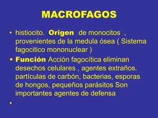 MACROFAGOS
• histiocito. Origen de monocitos ,
provenientes de la medula ósea ( Sistema
fagocitico mononuclear )
• Función Acción fagocítica eliminan
desechos celulares , agentes extraños.
partículas de carbón, bacterias, esporas
de hongos, pequeños parásitos Son
importantes agentes de defensa
•
 