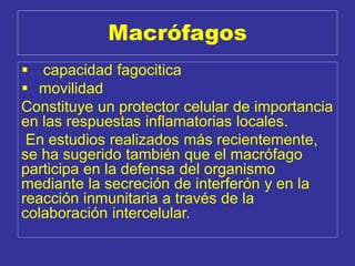 Macrófagos
 capacidad fagocitica
 movilidad
Constituye un protector celular de importancia
en las respuestas inflamatorias locales.
En estudios realizados más recientemente,
se ha sugerido también que el macrófago
participa en la defensa del organismo
mediante la secreción de interferón y en la
reacción inmunitaria a través de la
colaboración intercelular.
 