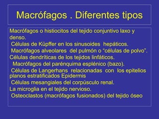 Macrófagos . Diferentes tipos
Macrófagos o histiocitos del tejido conjuntivo laxo y
denso.
Células de Küpffer en los sinusoides hepáticos.
Macrófagos alveolares del pulmón o “células de polvo”.
Células dendríticas de los tejidos linfáticos.
Macrófagos del parénquima esplénico (bazo).
Células de Langerhans relacionadas con los epitelios
planos estratificados Epidermis
Células mesangiales del corpúsculo renal.
La microglia en el tejido nervioso.
Osteoclastos (macrófagos fusionados) del tejido óseo
 