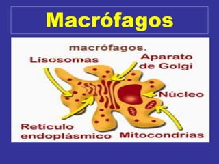 Macrófagos
 