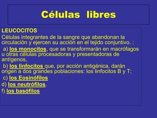 Células libres
LEUCOCITOS
Células integrantes de la sangre que abandonan la
circulación y ejercen su acción en el tejido conjuntivo. :
a) los monocitos, que se transformarán en macrófagos
u otras células procesadoras y presentadoras de
antígenos,
b) los linfocitos que, por acción antigénica, darán
origen a dos grandes poblaciones: los linfocitos B y T;
c) los Eosinófilos
d) los neutrófilos.
f) los basófilos
 