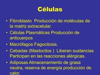 Células
• Fibroblasto Producción de moléculas de
la matriz extracelular.
• Células Plasmáticas Producción de
anticuerpos
• Macrófagos Fagocitosis.
• Cebadas (Mastocitos ) Liberan sustancias
Participan en las reacciones alérgicas.
• Adiposas Almacenamiento de grasa
neutra, reserva de energía producción de
calor.
 