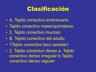 Clasificación
• A. Tejido conectivo embrionario
• Tejido conectivo mesenquimatoso
• 2. Tejido conectivo mucoso
• B. Tejido conectivo del adulto
• 1Tejido conectivo laxo (areolar)
• 2. Tejido conectivo denso a. Tejido
conectivo denso irregular b.Tejido
conectivo denso regular
 